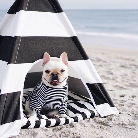 Όταν δύο γαλλικά μπουλντόγκ γίνονται designers