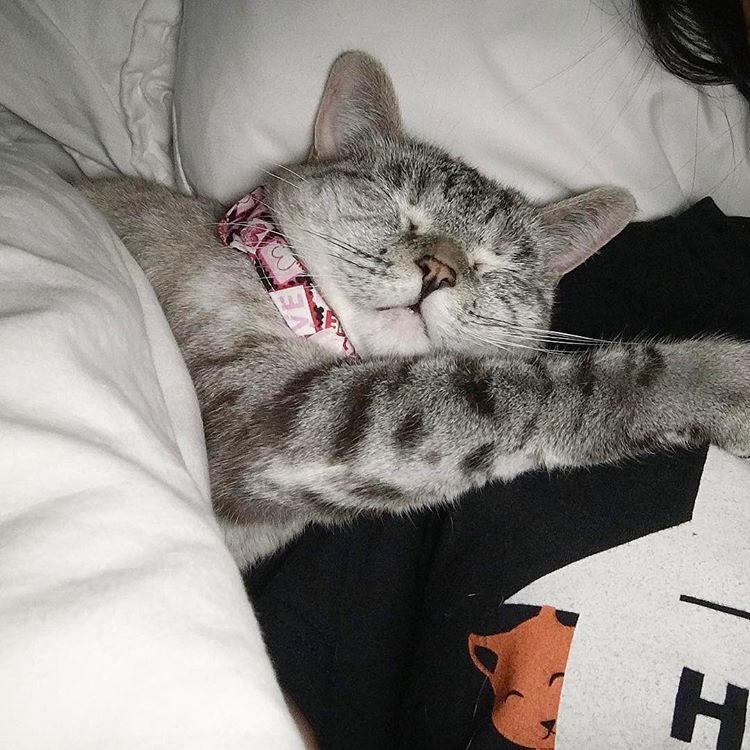 Nala_cat: Η γάτα fashionista με τους 3,3 εκατομμύρια followers στο Instagram #pet