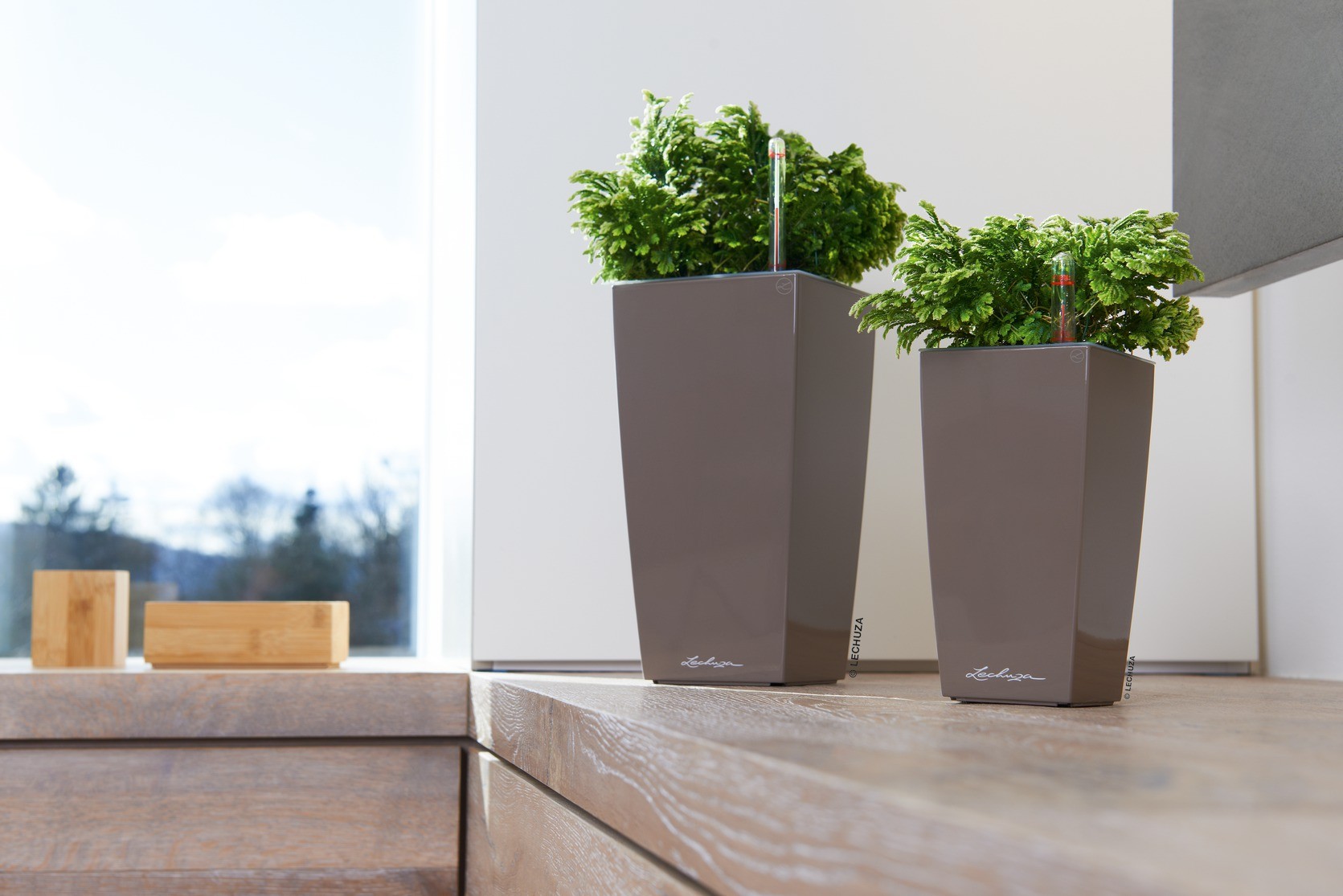 Γεμίστε το χώρο σας με λουλούδια