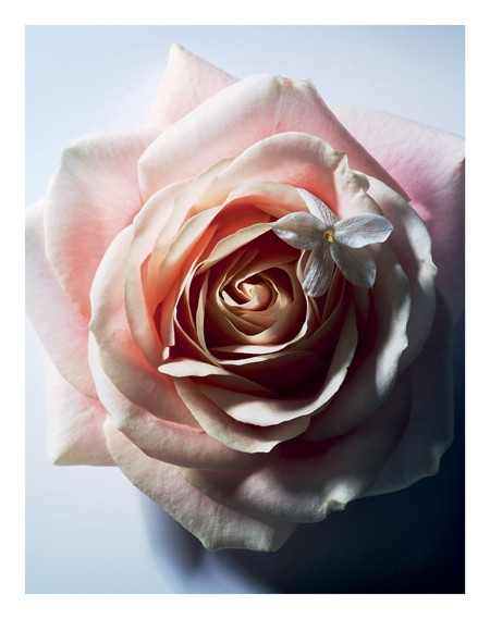 Top Secret: 4 λόγοι για τους οποίους οι Καλιφορνέζες πίνουν ροδόνερο