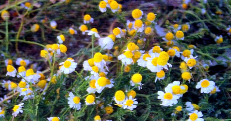 Και αν ένα τραγούδι-χαμομήλι μαλακώσει το καλοκαίρι μας;