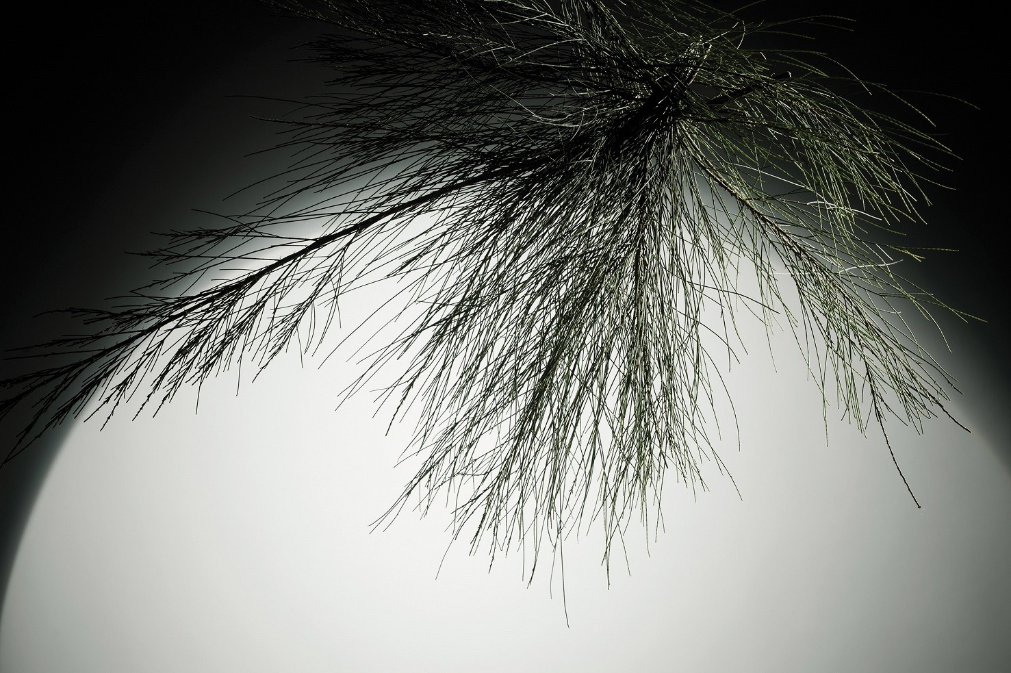 Επαναφορά της συμμετρίας στο πρόσωπο με τη δύναμη της φύσης; Κι όμως γίνεται!