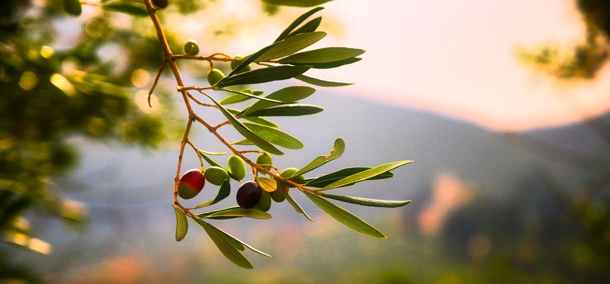 Aggistriotis Agriculture SA: Η εταιρεία βιολογικών προϊόντων που αγαπάμε