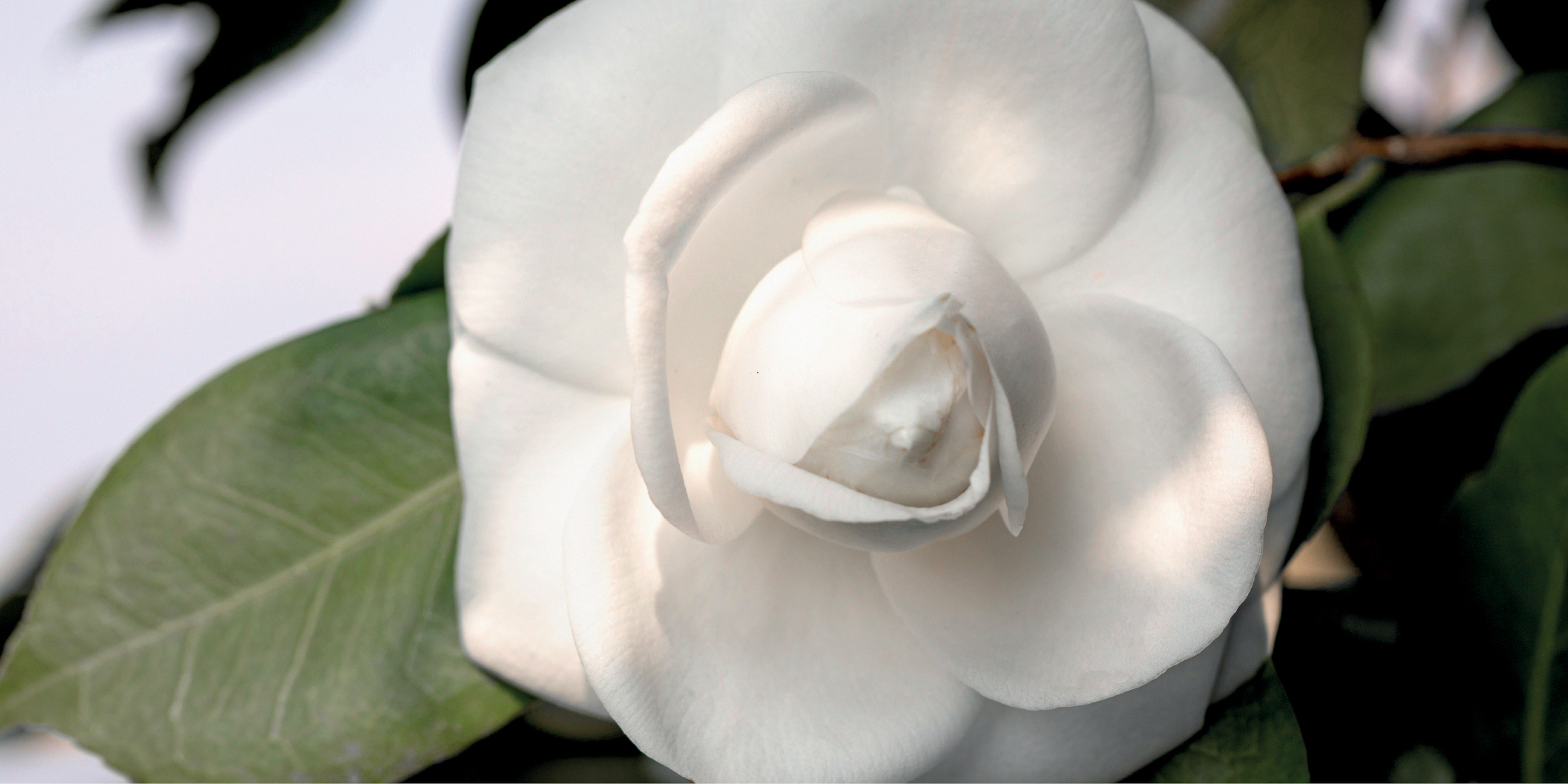 O κήπος με τις καμέλιες