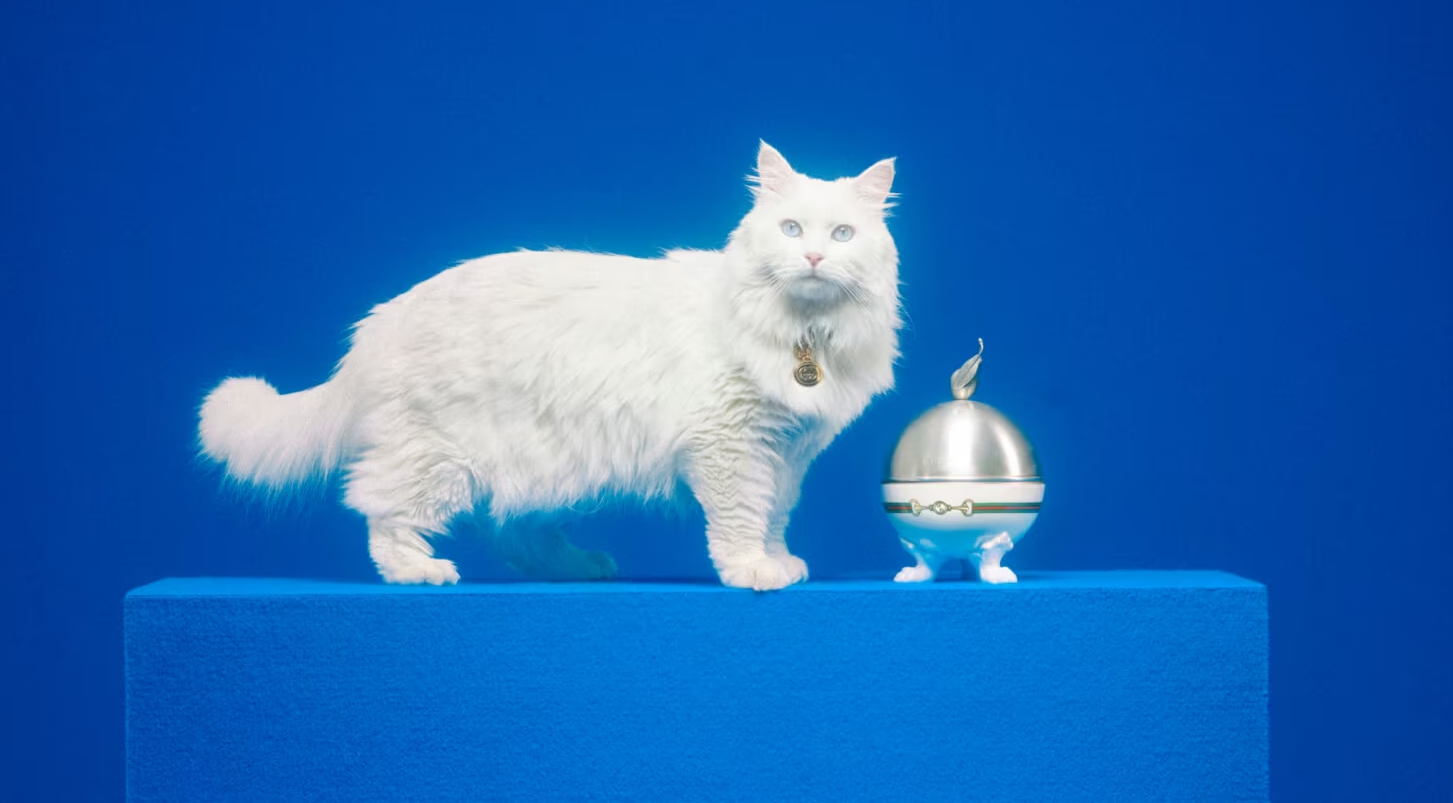 H συλλογή Gucci Pet Collection θέλει να κακομάθει τα κατοικίδιά μας ακόμα περισσότερο
