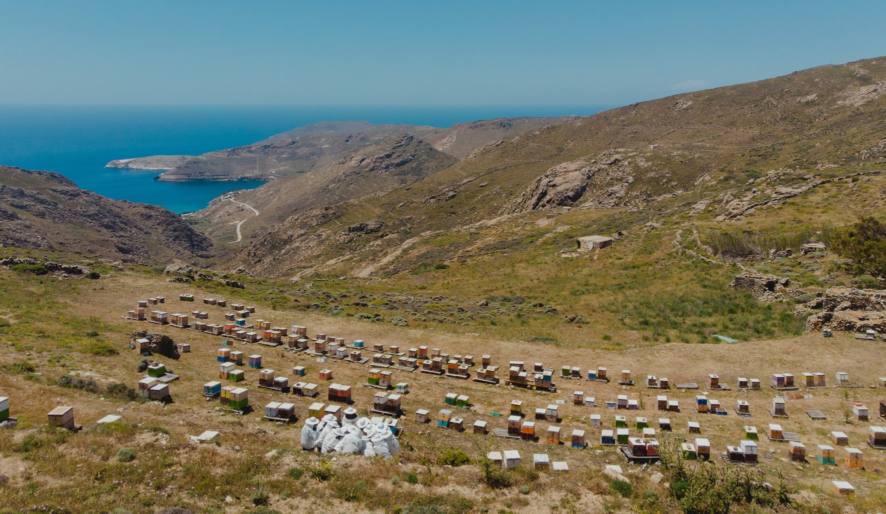 Οι μέλισσες, η ομορφιά και η σωτηρία του πλανήτη