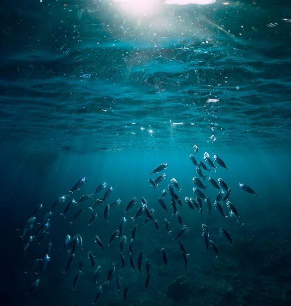"ALL FOR BLUE": Ο ελληνικός μη κερδοσκοπικός περιβαλλοντικός οργανισμός που μάχεται για την προστασία του υδάτινου κόσμου και της θαλάσσιας ζωής #savetheplanet