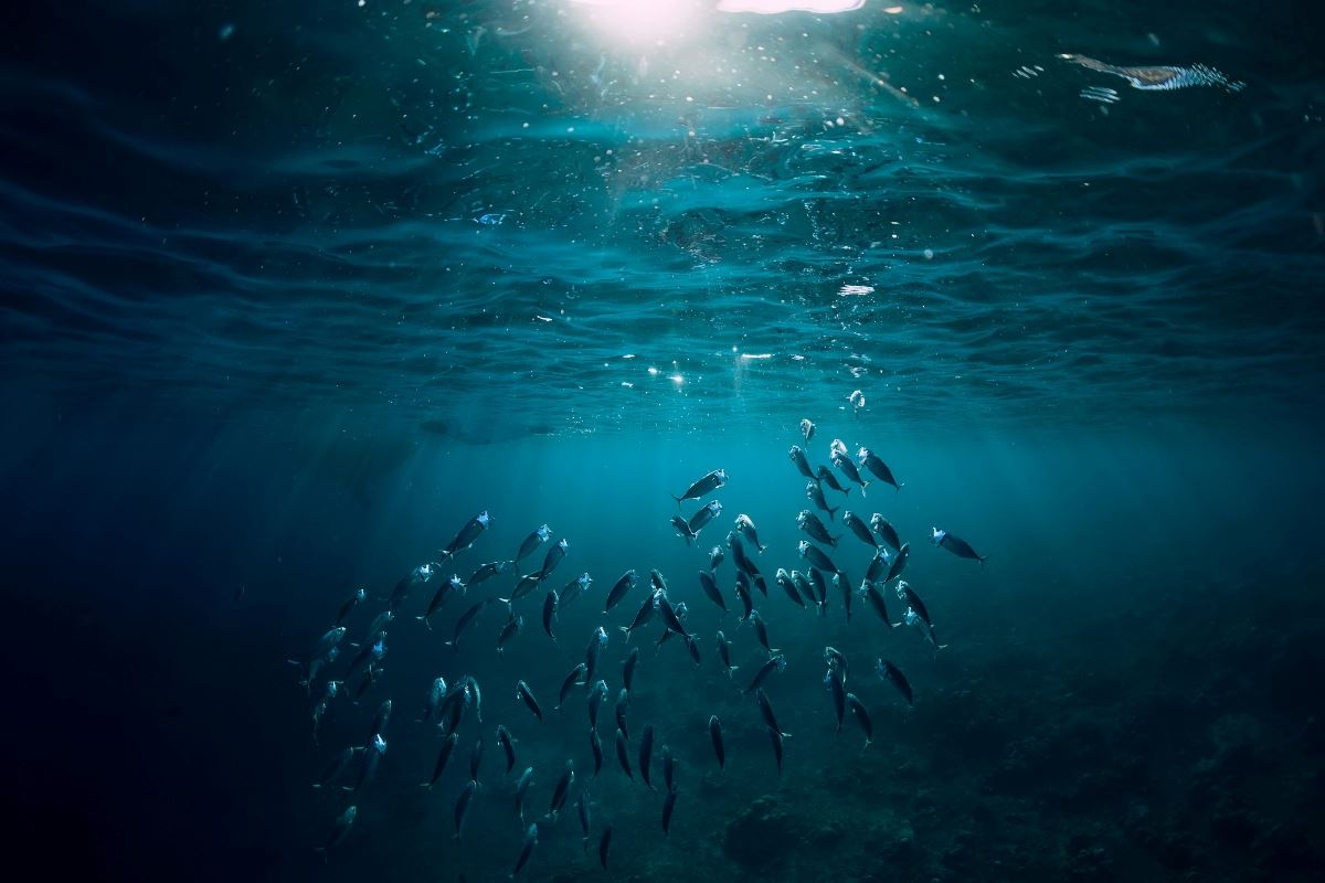 "ALL FOR BLUE": Ο ελληνικός μη κερδοσκοπικός περιβαλλοντικός οργανισμός που μάχεται για την προστασία του υδάτινου κόσμου και της θαλάσσιας ζωής #savetheplanet