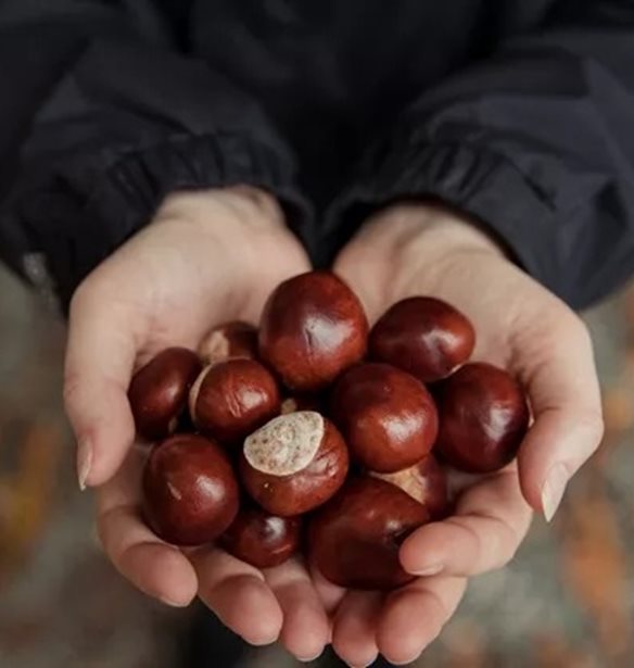 "Καίνε" λίπος στην κοιλιά τα κάστανα; Τι δείχνουν τα δεδομένα για το χειμερινό σνακ