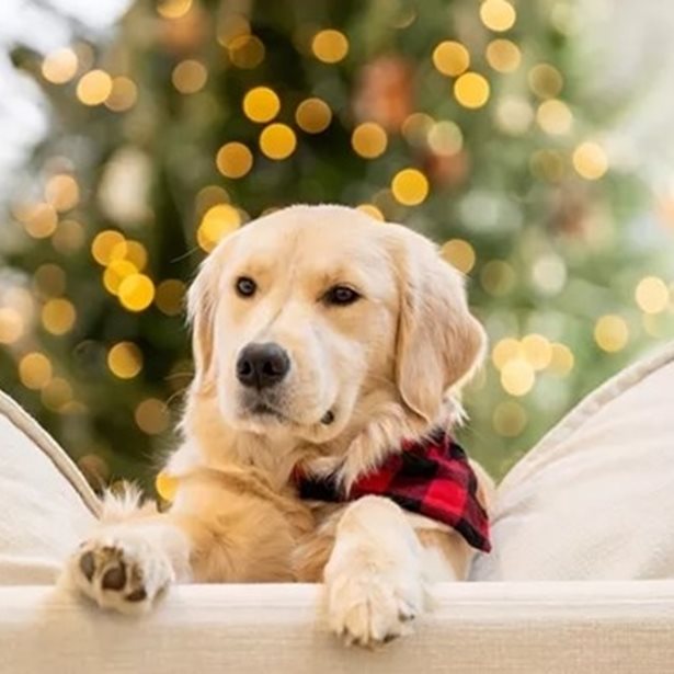 Αθόρυβα Πυροτεχνήματα: Η νέα πρωτοβουλία της Ειδικής Γραμματείας για την Προστασία των Ζώων Συντροφιάς