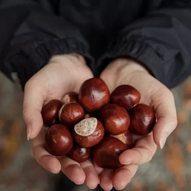 "Καίνε" λίπος στην κοιλιά τα κάστανα; Τι δείχνουν τα δεδομένα για το χειμερινό σνακ