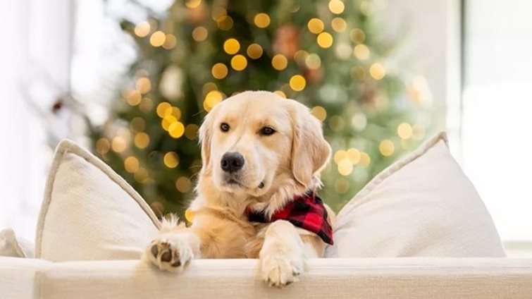 Αθόρυβα Πυροτεχνήματα: Η νέα πρωτοβουλία της Ειδικής Γραμματείας για την Προστασία των Ζώων Συντροφιάς