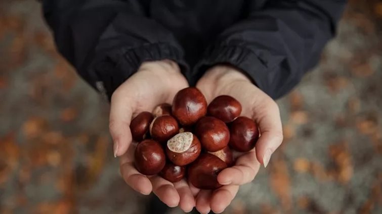 "Καίνε" λίπος στην κοιλιά τα κάστανα; Τι δείχνουν τα δεδομένα για το χειμερινό σνακ