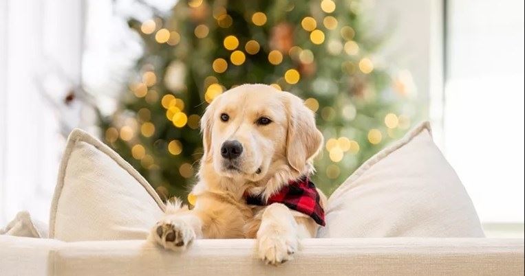 Αθόρυβα Πυροτεχνήματα: Η νέα πρωτοβουλία της Ειδικής Γραμματείας για την Προστασία των Ζώων Συντροφιάς